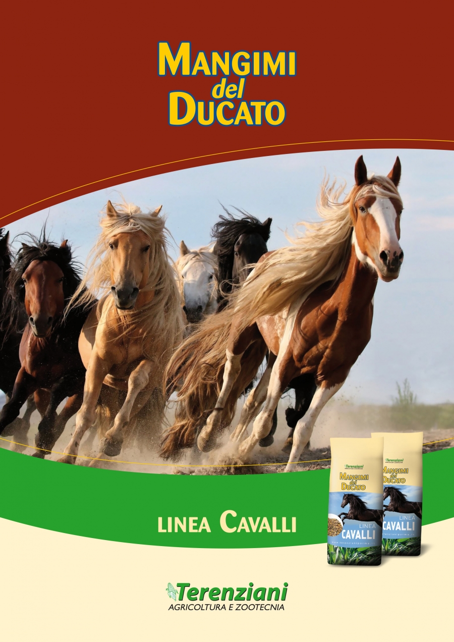 IL NUOVO CATALOGO DELLA LINEA CAVALLI 2019