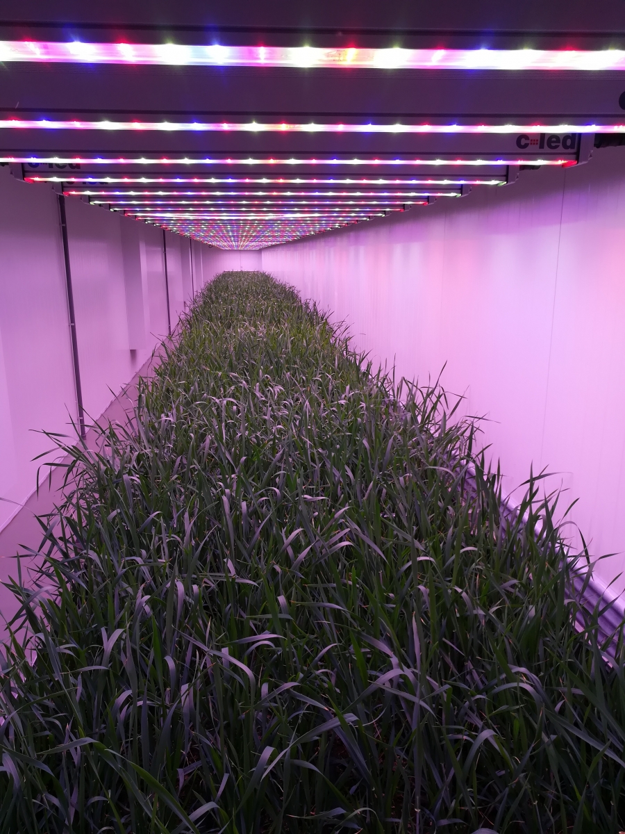 Metodi per nuove varietà di grano: la tecnica dei fitotroni