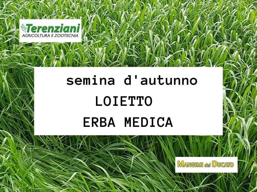 SEMINARE IL LOIETTO E L'ERBA MEDICA IN AUTUNNO