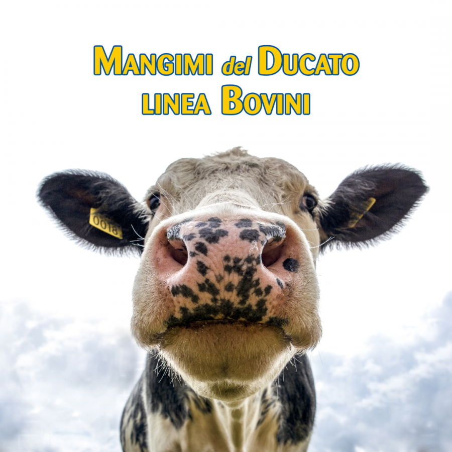 MANGIME DEL DUCATO LINEA BOVINI