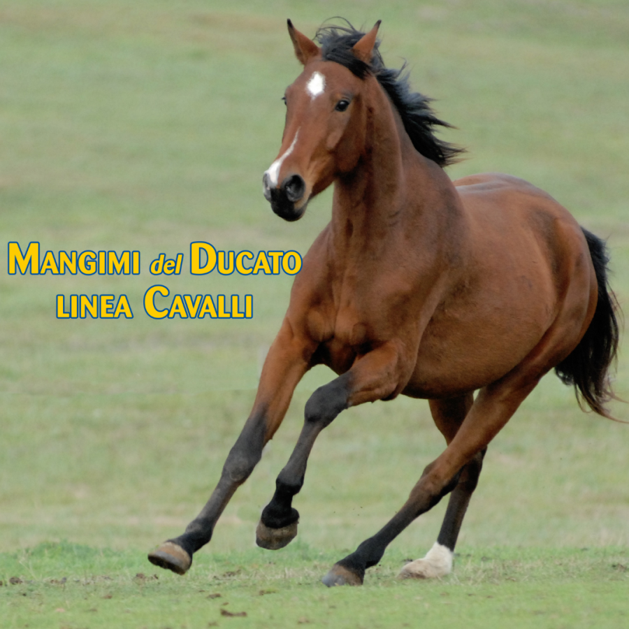 MANGIMI DEL DUCATO LINEA CAVALLI