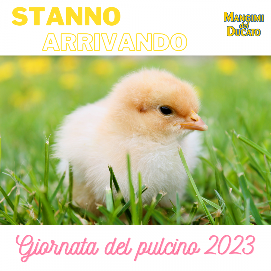 GIORNATA DEL PULCINO 2023