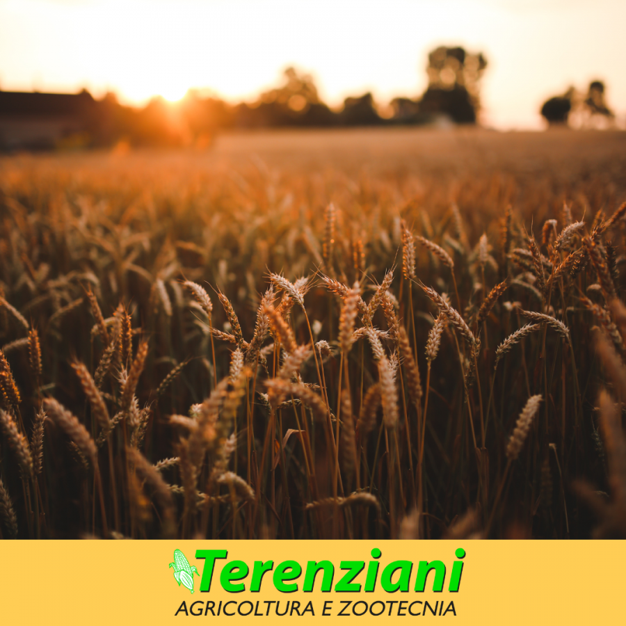 INIZIO CAMPAGNA GRANO 2023