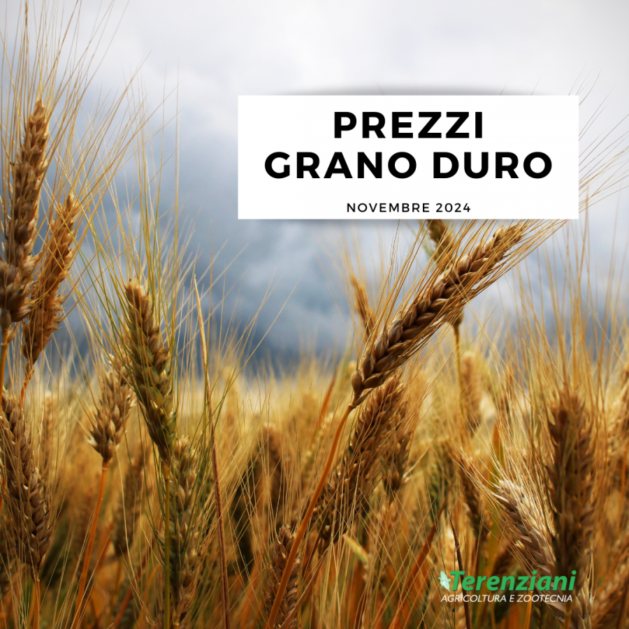 PREZZI DEL GRANO IN CALO