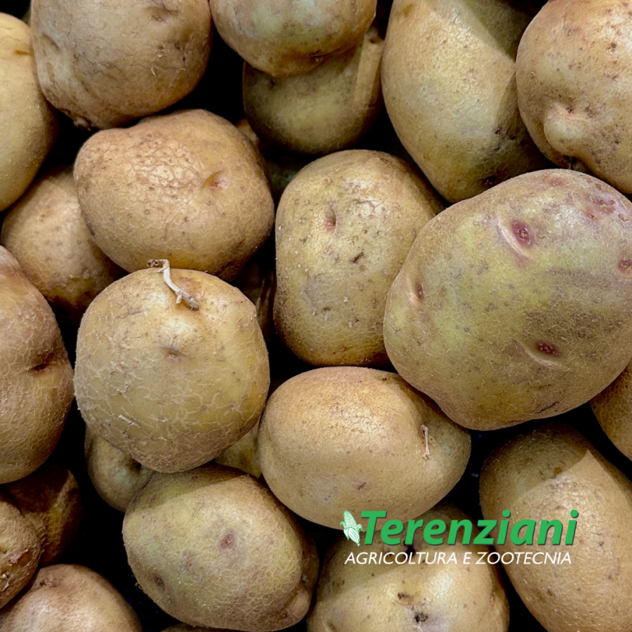 LA PRIMAVERA INIZIA CON LA SEMINA DELLE PATATE