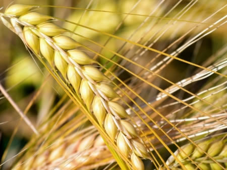 Autunno, periodo di semina