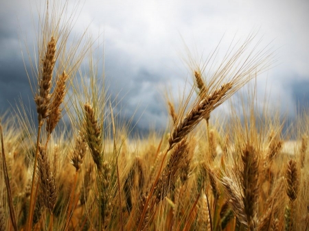 GRANO DURO E GRANO TENERO