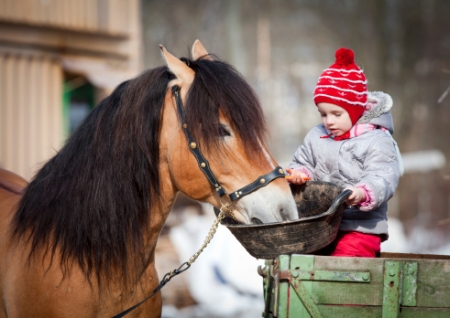 ALIMENTAZIONE E CURA DEL CAVALLO: MANGIMI E FORAGGI
