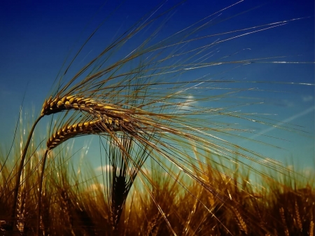 QUOTAZIONI DEL GRANO DURO STABILI