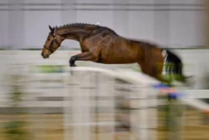 FIERACAVALLI 2018