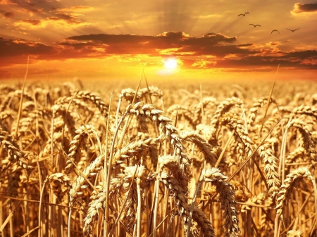 2018, L'ANNO DELLA MAPPATURA DEL GENOMA DEL GRANO