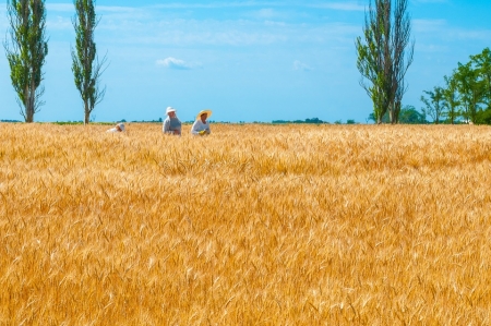 GLI AUMENTI DEL FRUMENTO SULLE PRINCIPALI BORSE MONDIALI
