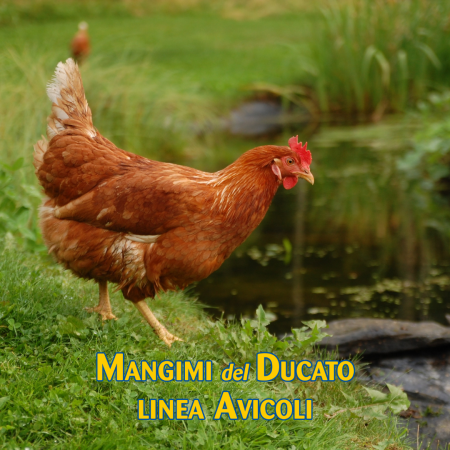 NUOVA LINEA MANGIMI POLLI
