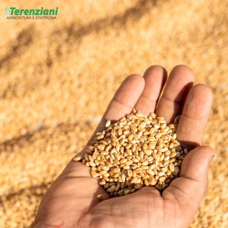 PREZZI DEL GRANO IN CALO