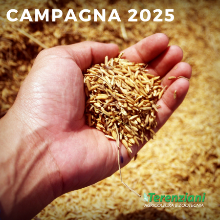 CAMPAGNA GRANO 2025